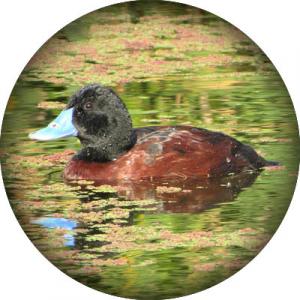 Blue-billed-Duck-round