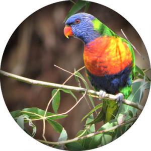 Rainbow-Lorikeet-round