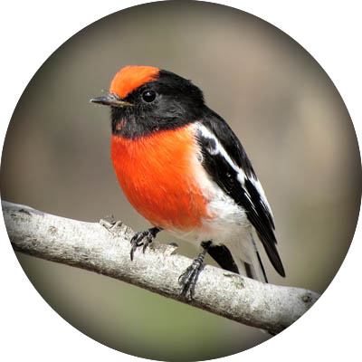 Red-capped-robbin-round